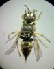 Oxybelus trispinosus